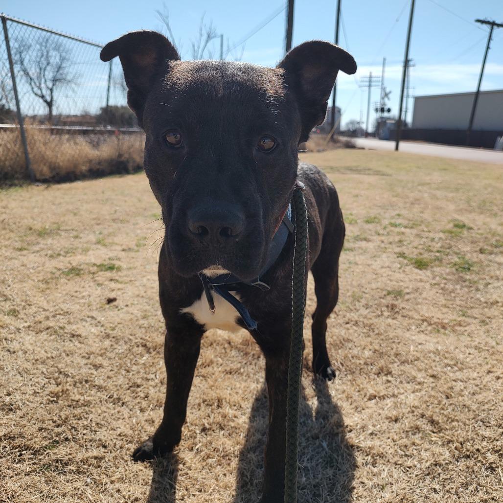Buster D45887, a Adoptable mixed breed in Corsicana, TX image 2/3