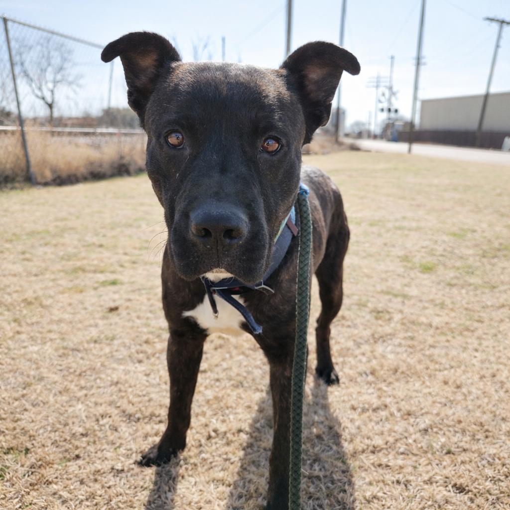 Buster D45887, a Adoptable mixed breed in Corsicana, TX image 3/3
