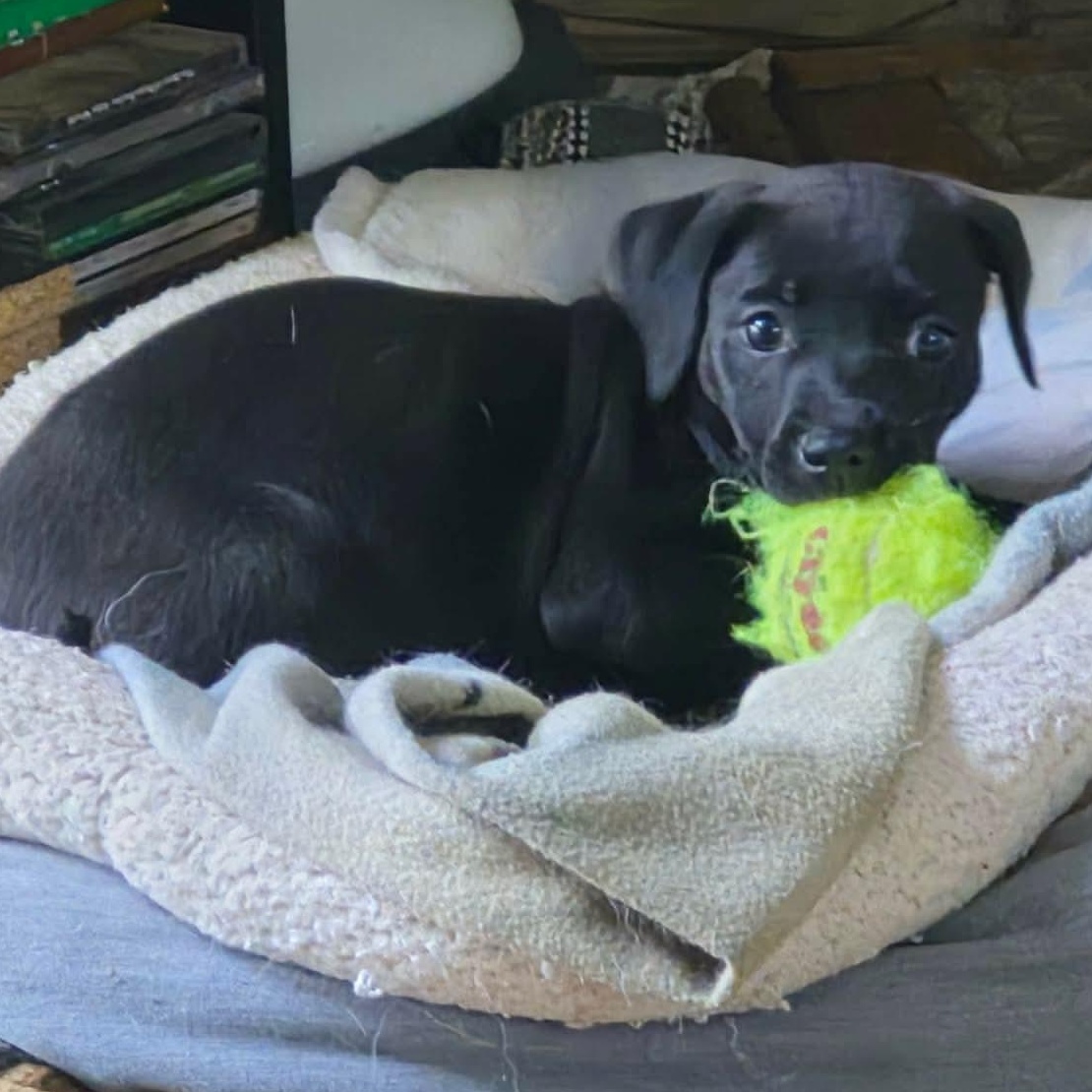 Coala, adopted, Puppy Female Labrador Retriever.