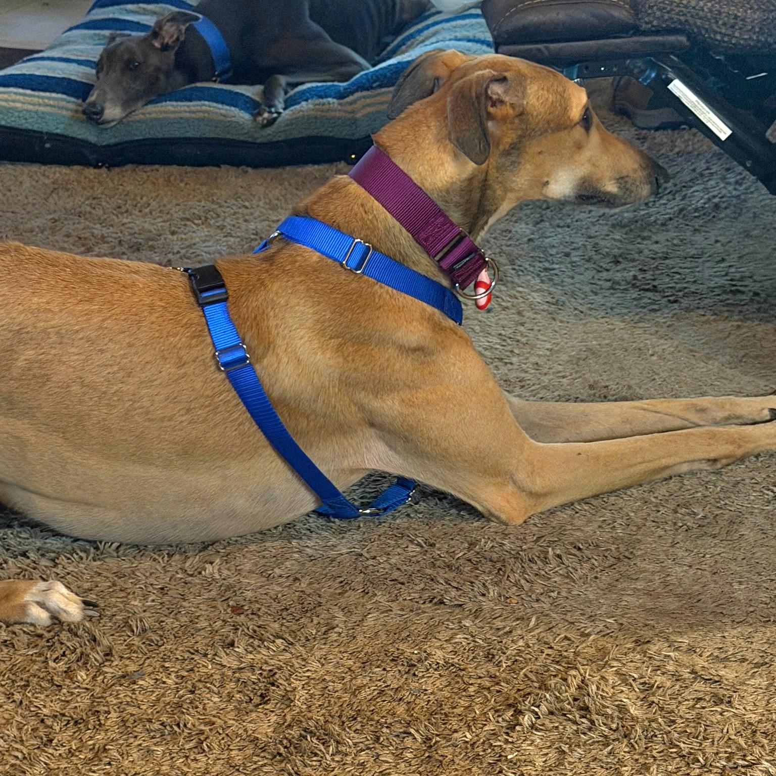 Enlarge Timber, a Adoptable Greyhound in Tarpon Springs, FL image 1/2
