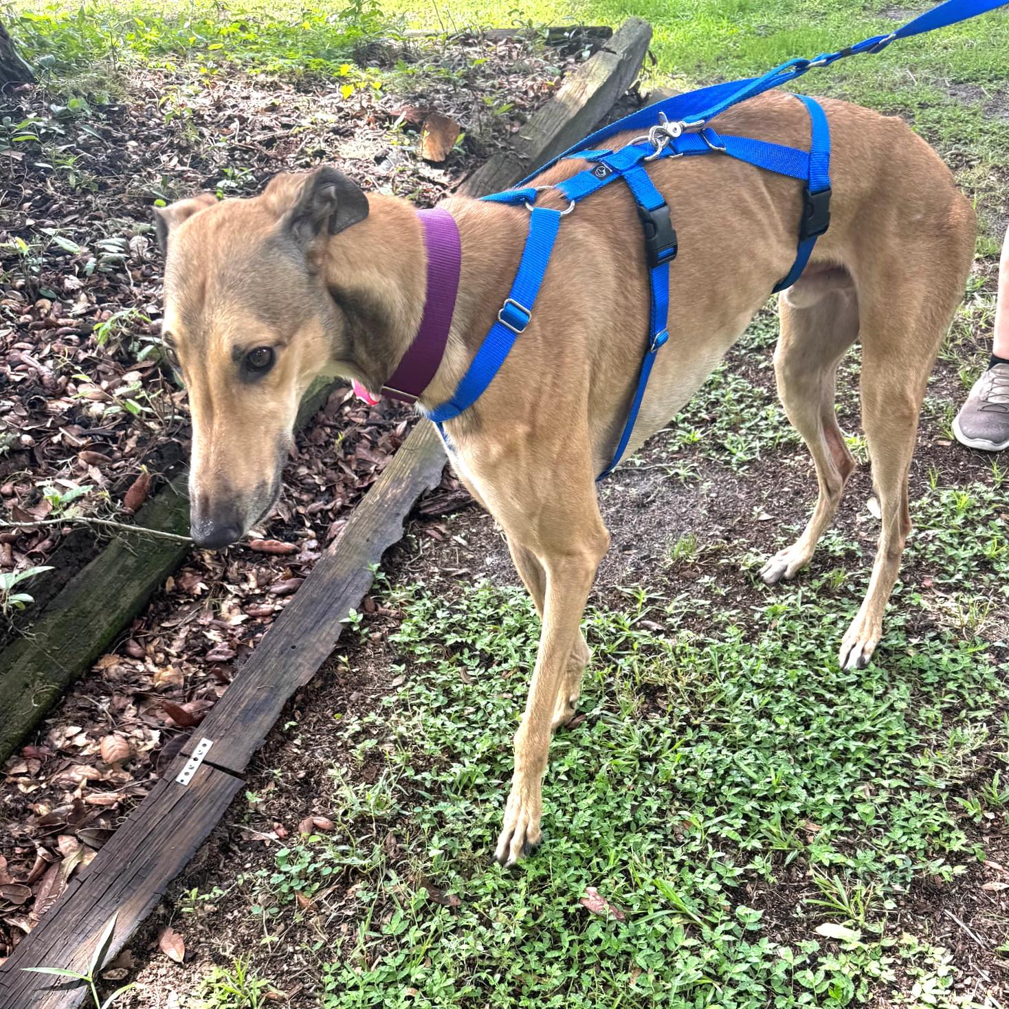 Enlarge Timber, a Adoptable Greyhound in Tarpon Springs, FL image 2/2