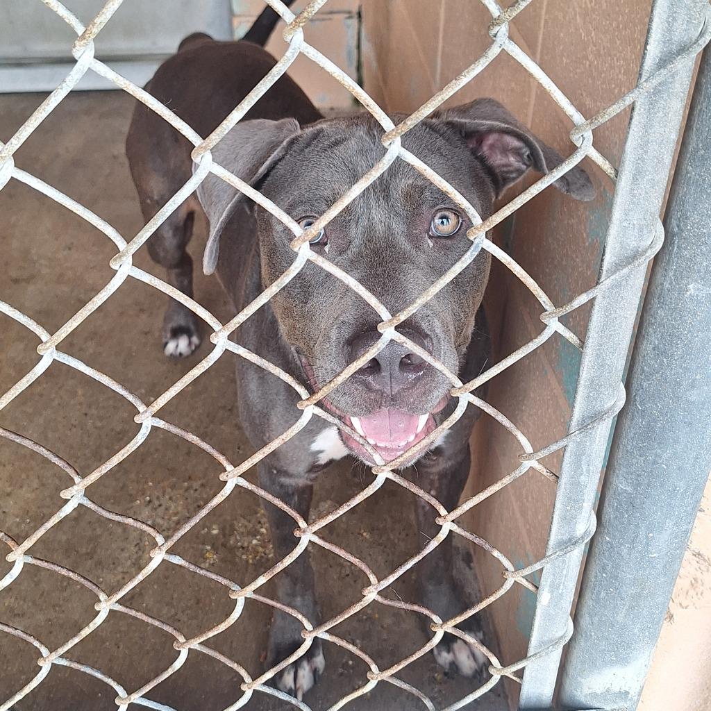 Enlarge Tangle, a Adoptable Pit Bull Terrier in Gautier, MS image 1/2