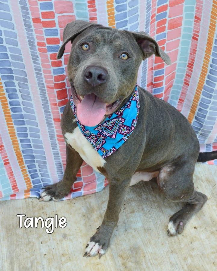 Enlarge Tangle, a Adoptable Pit Bull Terrier in Gautier, MS image 2/2