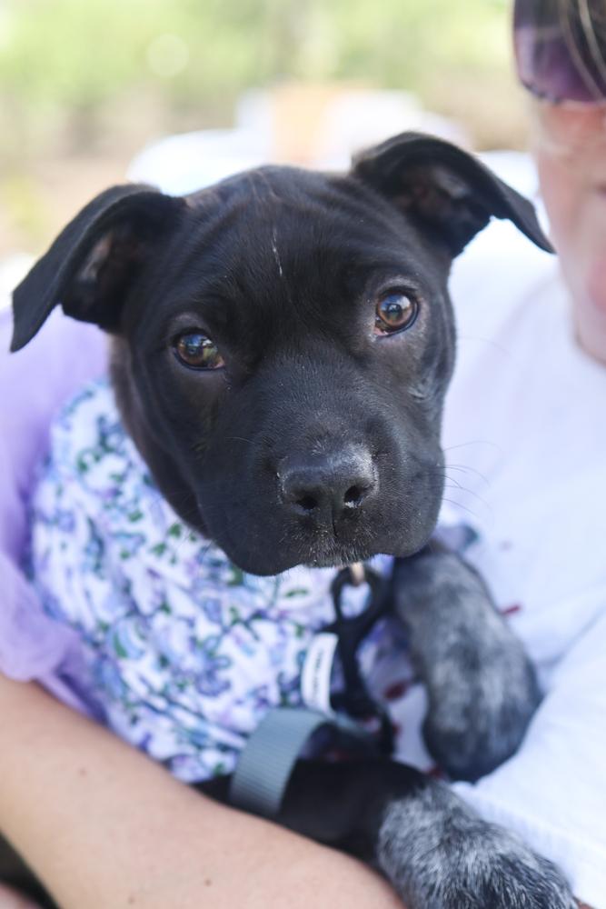 Rose Mae, Adoptable, Puppy Female Catahoula Leopard Dog & Staffordshire Bull Terrier.