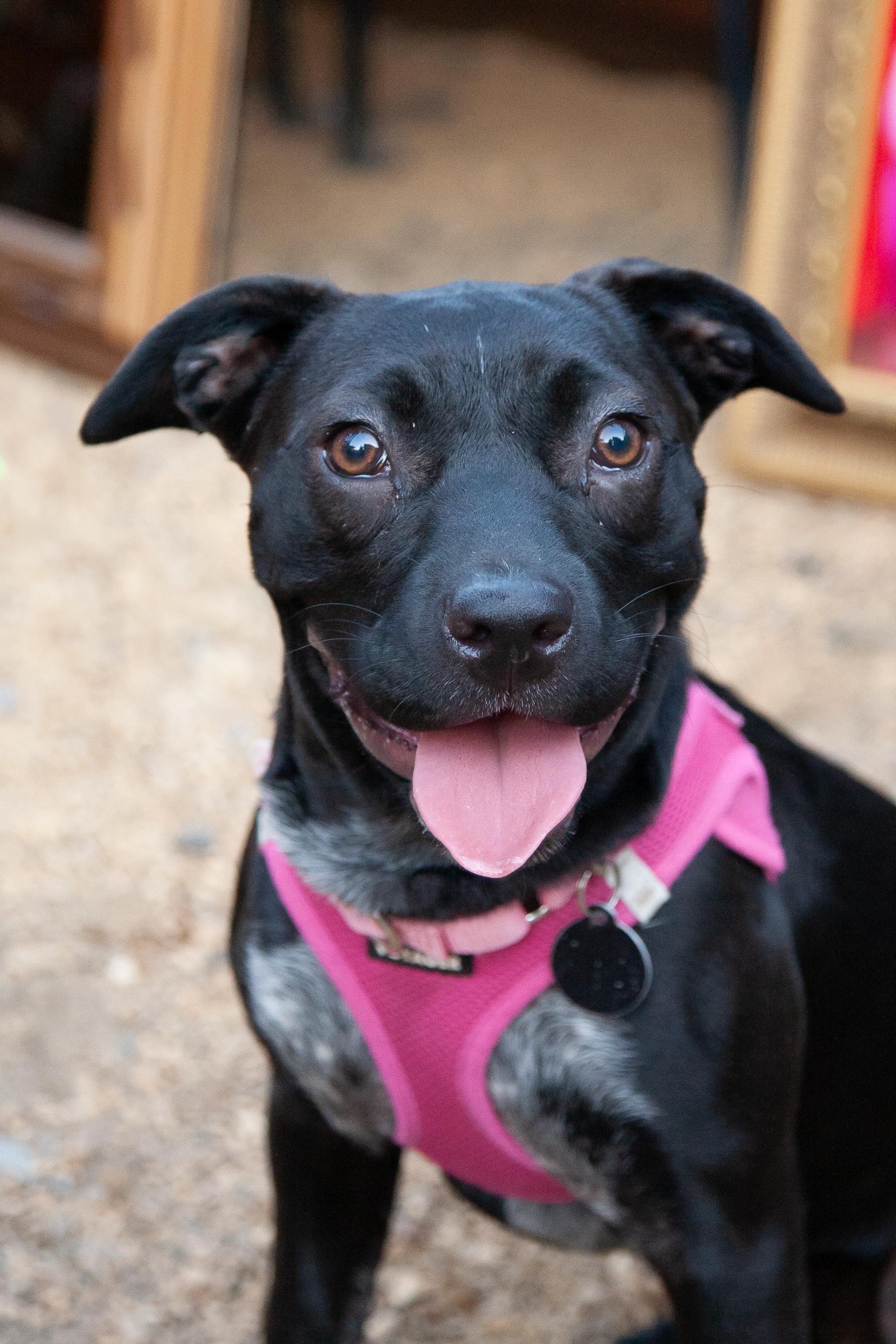 Rose Mae, Adoptable, Puppy Female Catahoula Leopard Dog & Staffordshire Bull Terrier.
