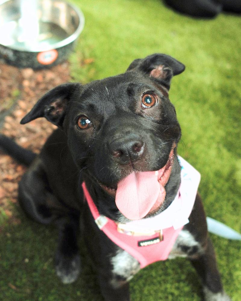 Rose Mae, a Adoptable mixed breed in Nashville, TN image 1/5