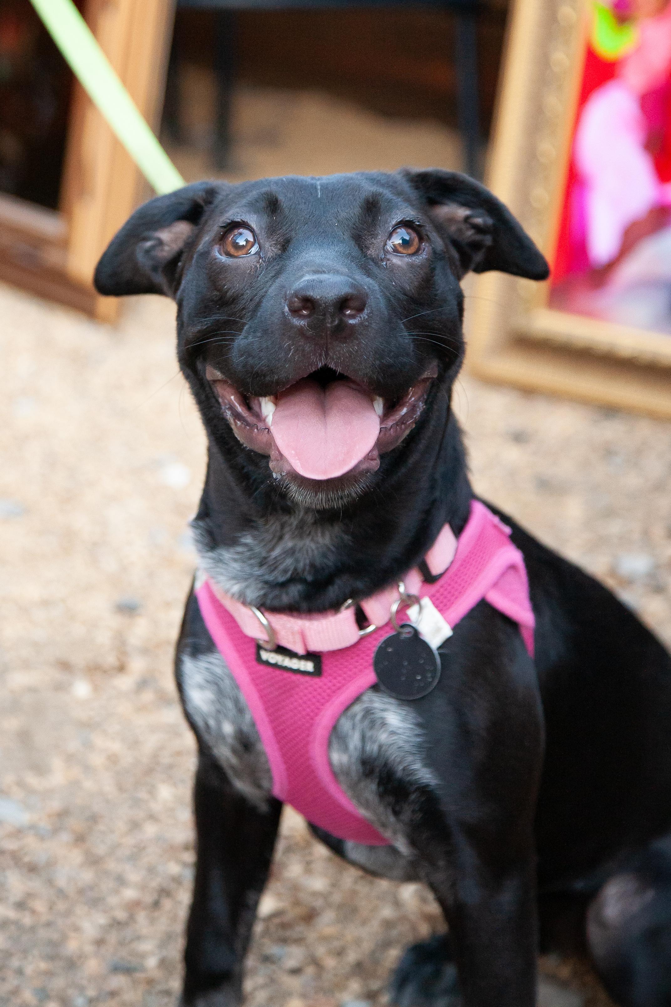 Rose Mae, a Adoptable mixed breed in Nashville, TN image 5/5