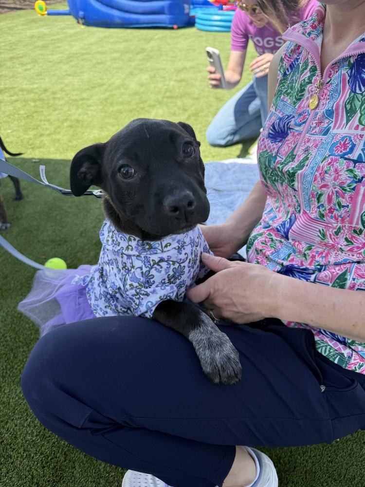 Rose Mae, a Adoptable mixed breed in Nashville, TN image 3/4