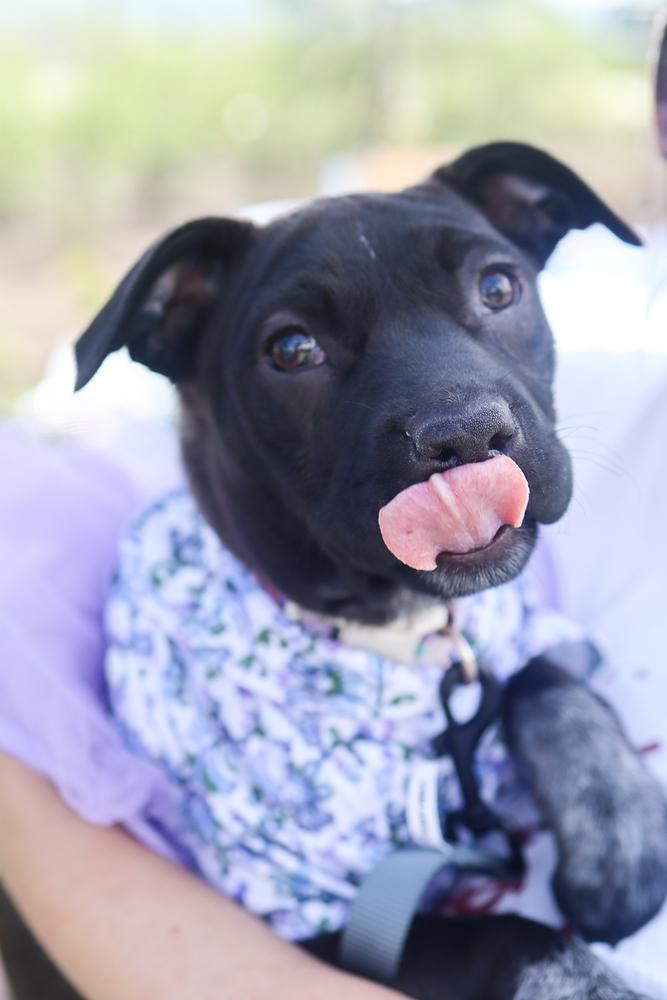 Rose Mae, a Adoptable mixed breed in Nashville, TN image 4/4