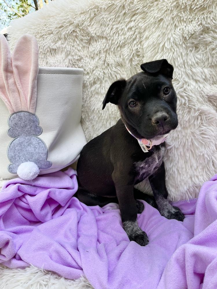 Rose Mae, a Adoptable mixed breed in Nashville, TN image 2/4