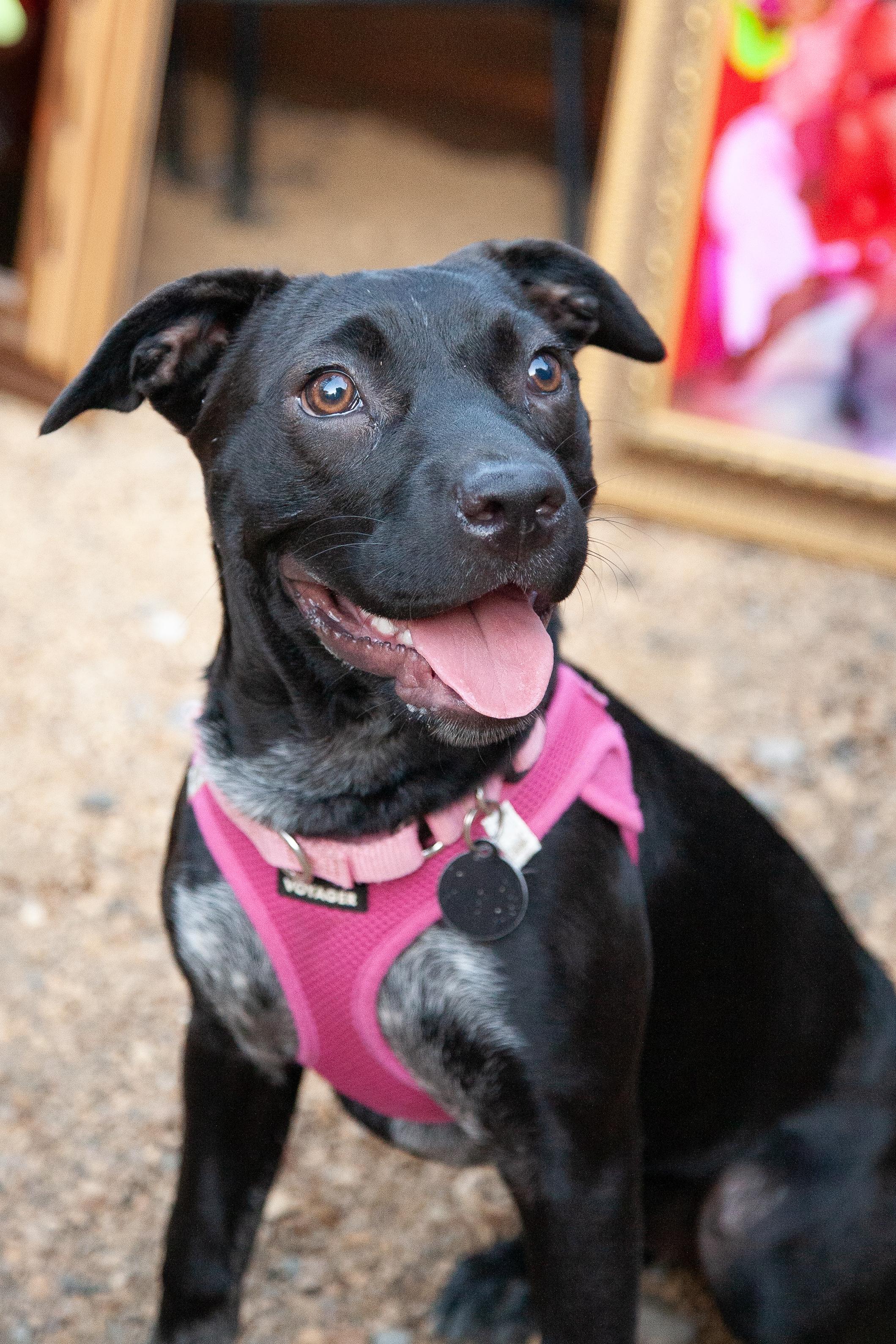 Rose Mae, a Adoptable mixed breed in Nashville, TN image 2/5