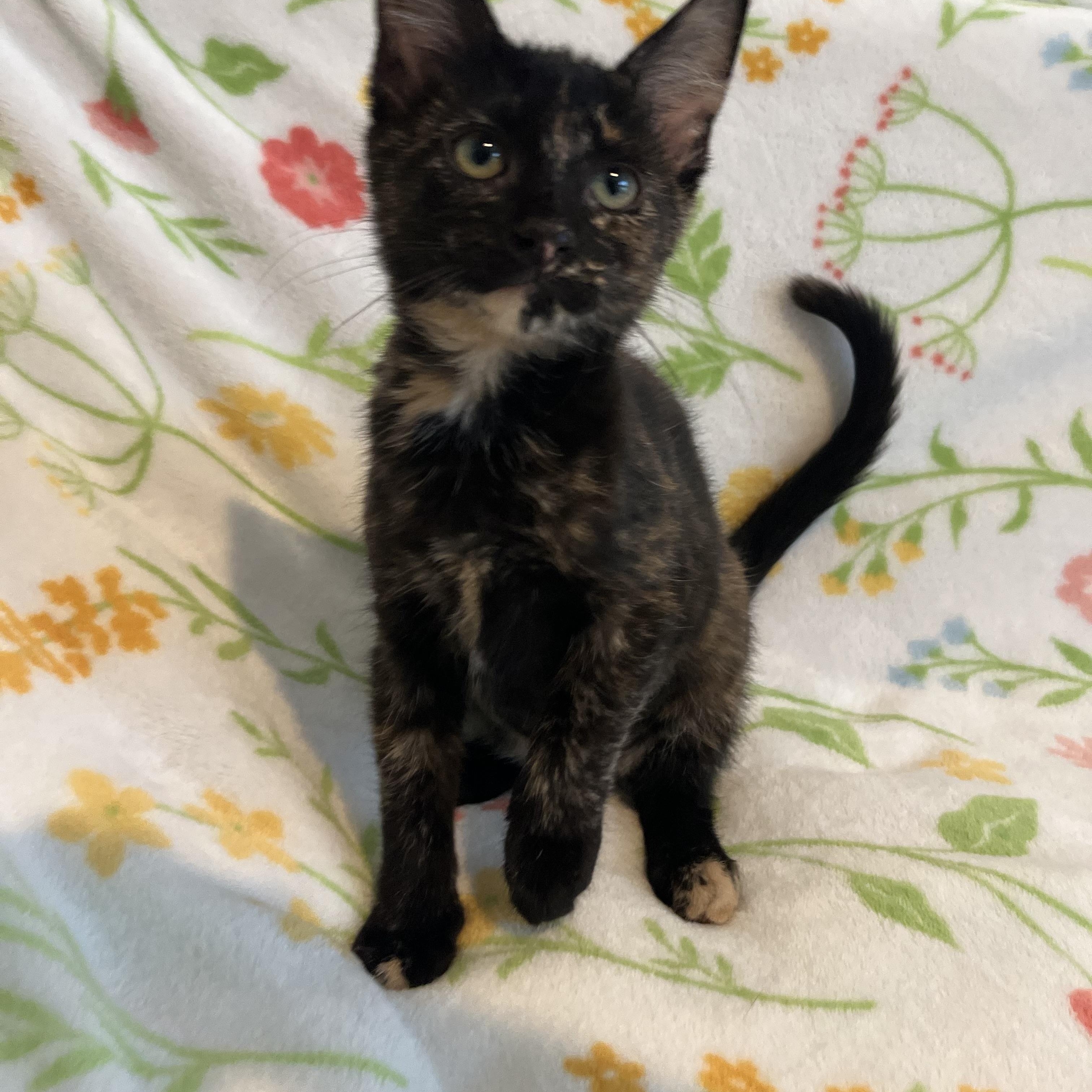 Churro, an adopted Domestic Short Hair in Plant City, FL image 2/4
