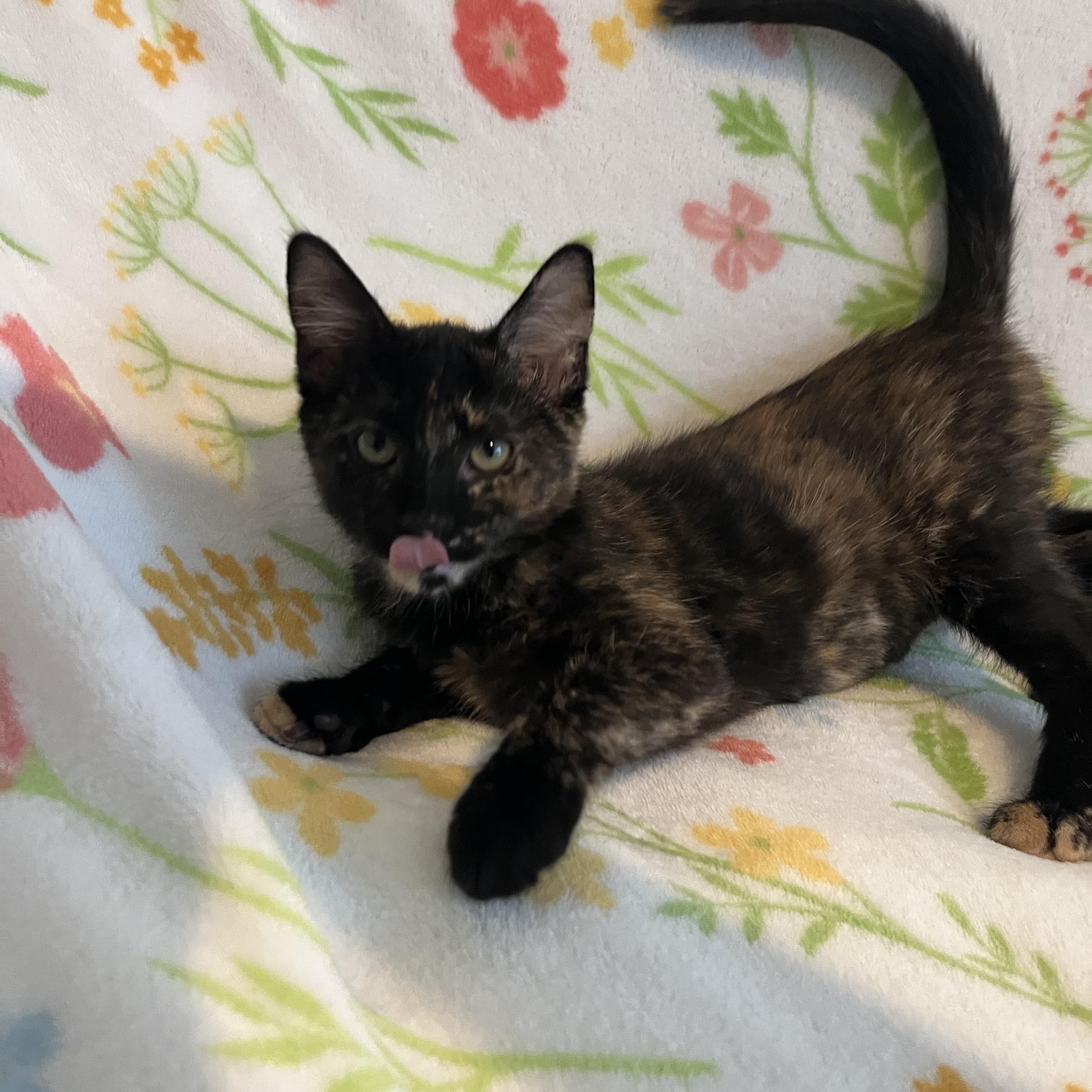 Churro, an adopted Domestic Short Hair in Plant City, FL image 4/4