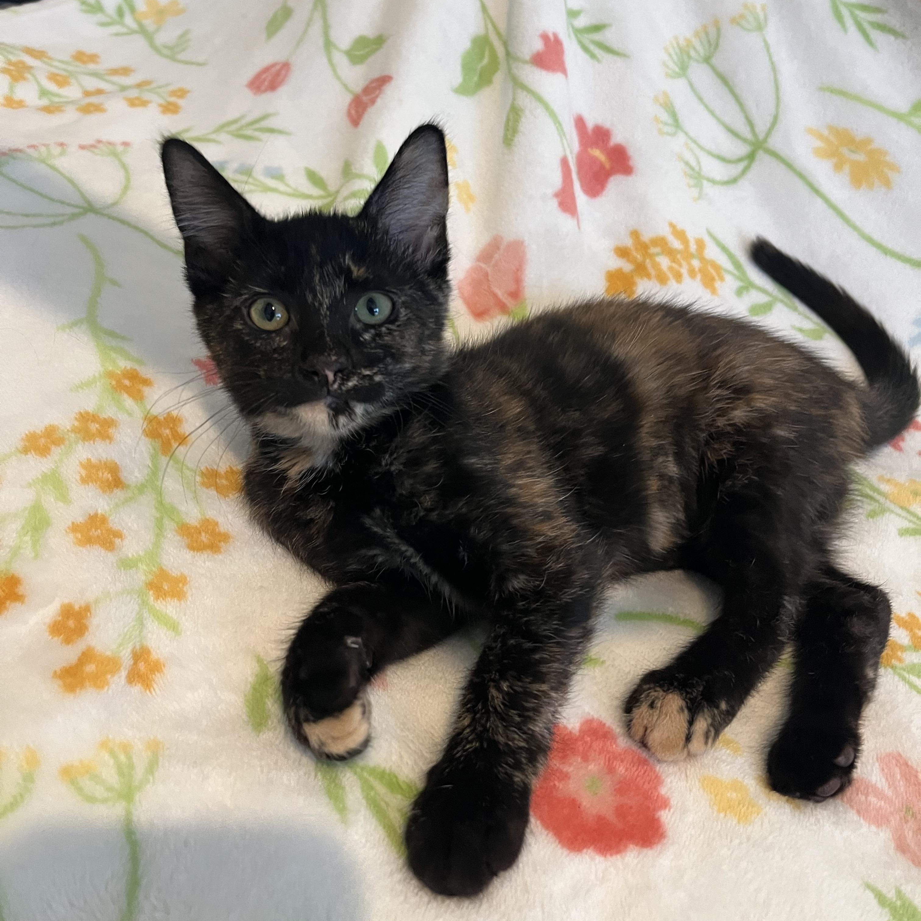 Churro, adopted, Young Female Domestic Short Hair.