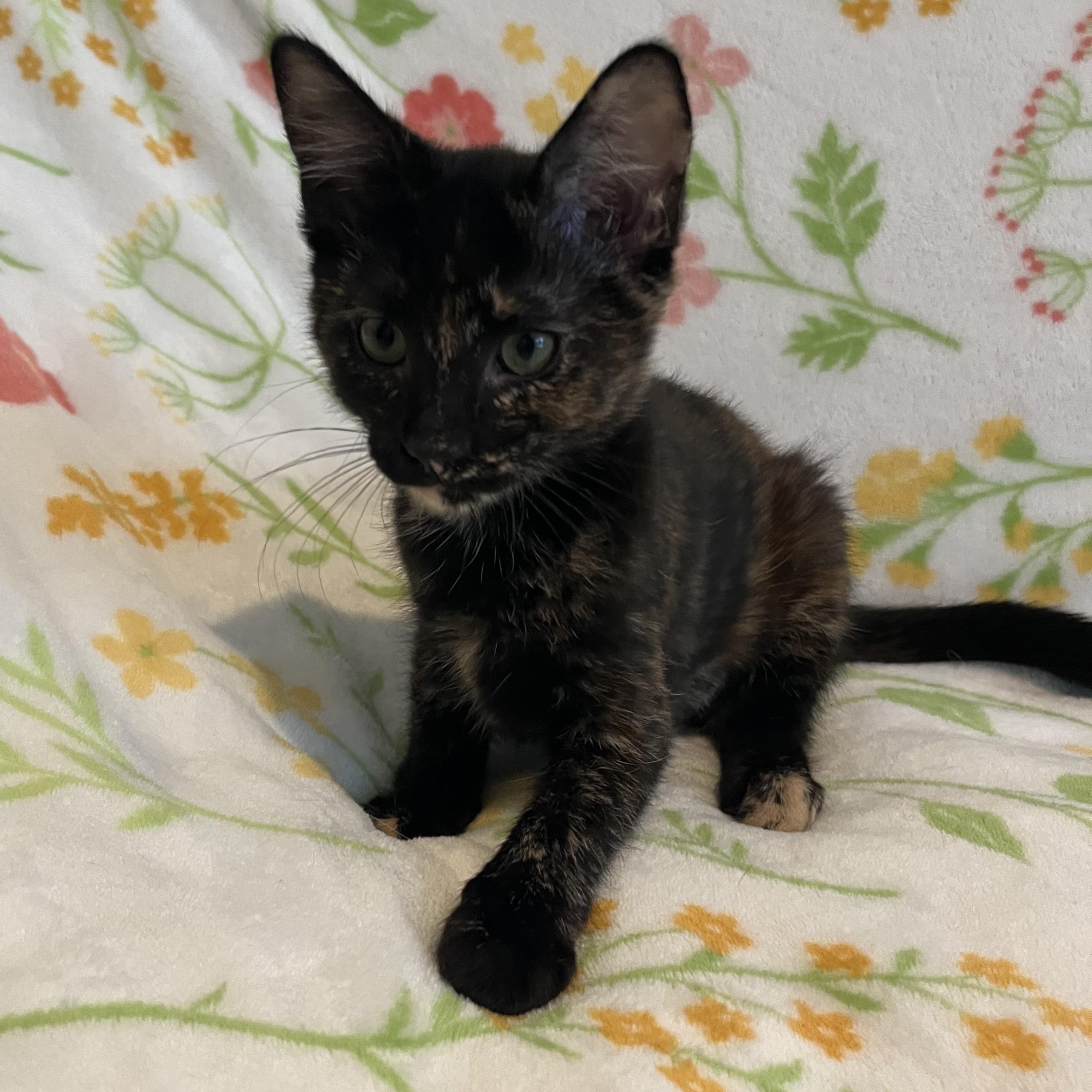 Churro, an adopted Domestic Short Hair in Plant City, FL image 3/4