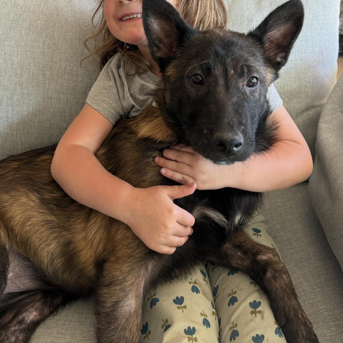 Evie, adopted, Puppy Female Belgian Shepherd / Malinois & German Shepherd Dog.