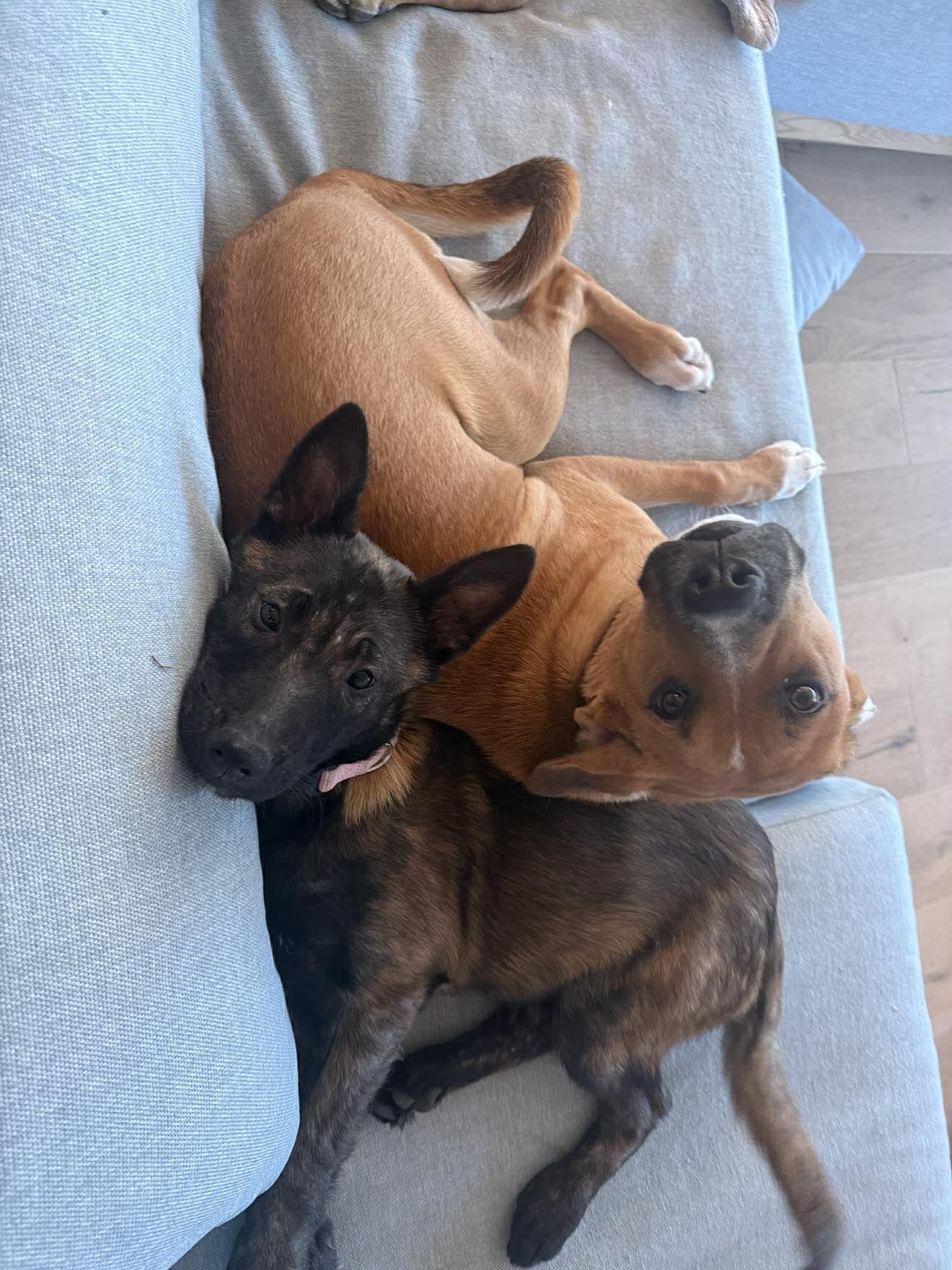 Enlarge Evie, an adopted mixed breed in Lockhart, TX image 4/4