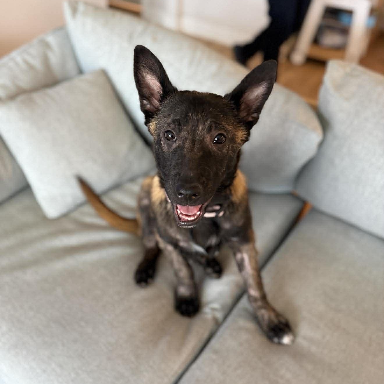 Enlarge Evie, an adopted mixed breed in Lockhart, TX image 2/4