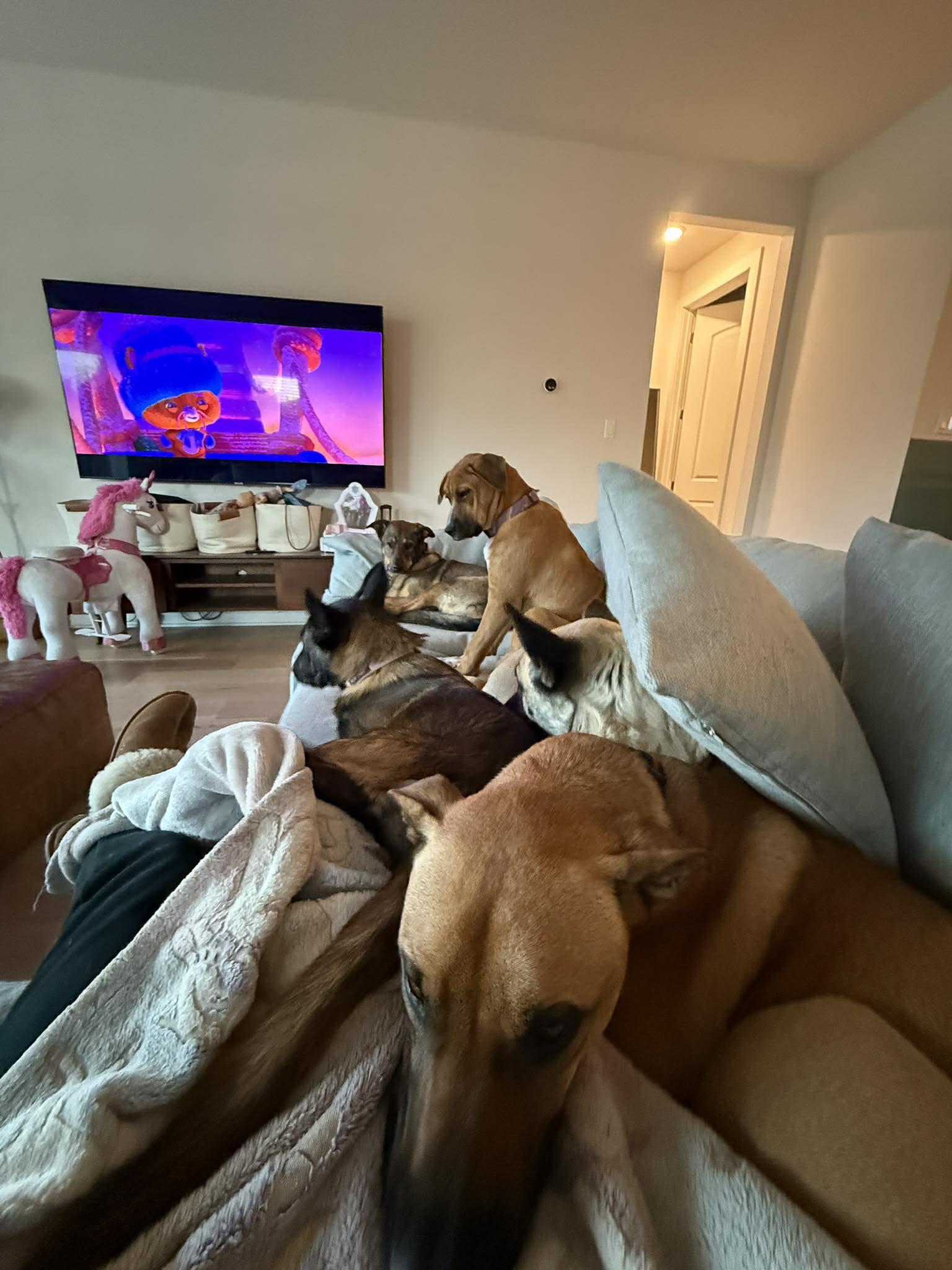 Enlarge Evie, an adopted mixed breed in Lockhart, TX image 3/4