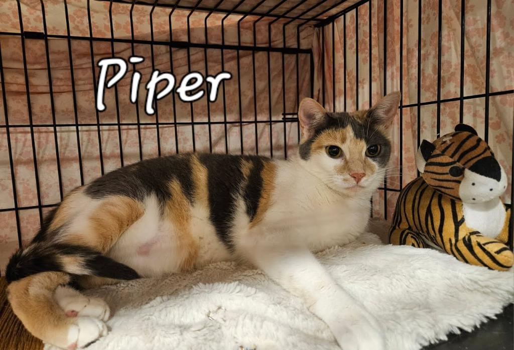 Enlarge Piper Halliwell, a Adopted mixed breed in Parkville, MD image 2/4