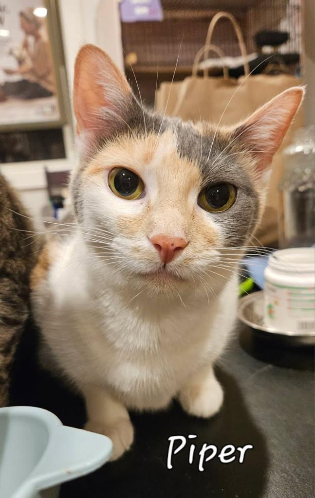 Enlarge Piper Halliwell, a Adopted Domestic Short Hair in Parkville, MD image 1/4