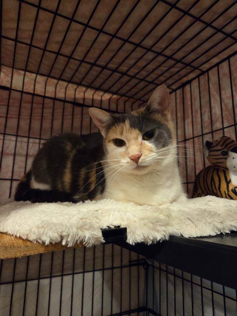 Enlarge Piper Halliwell, a Adopted Domestic Short Hair in Parkville, MD image 3/4