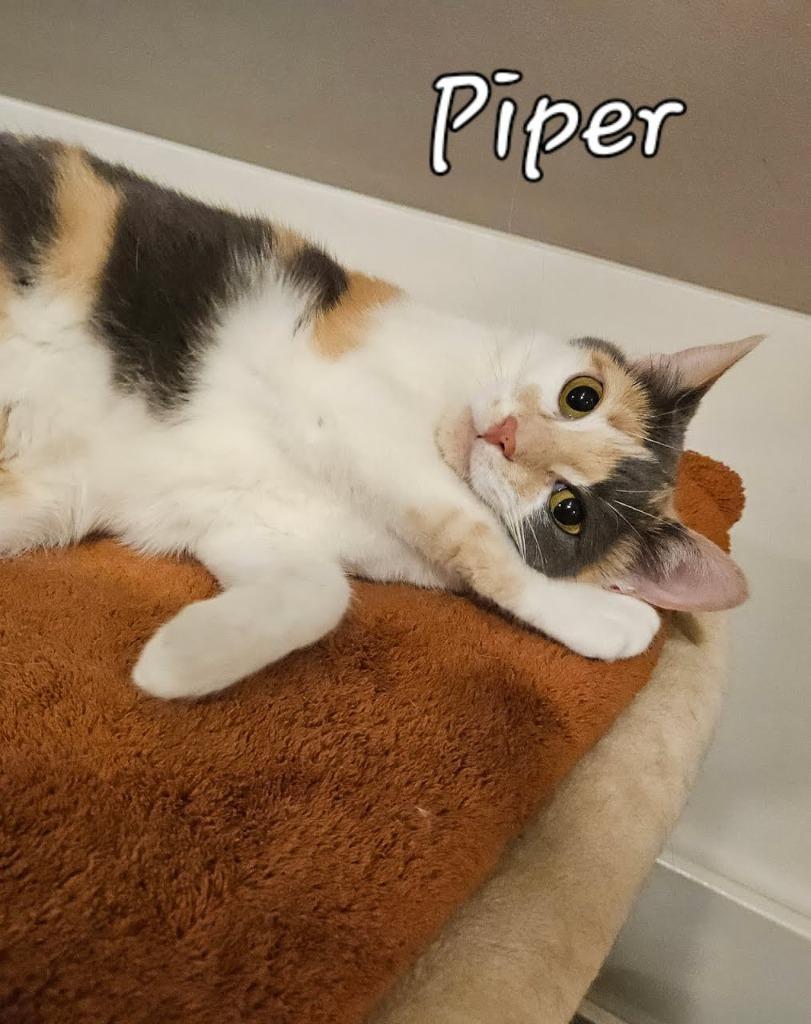 Piper Halliwell, Adopted, Young Female Domestic Short Hair.