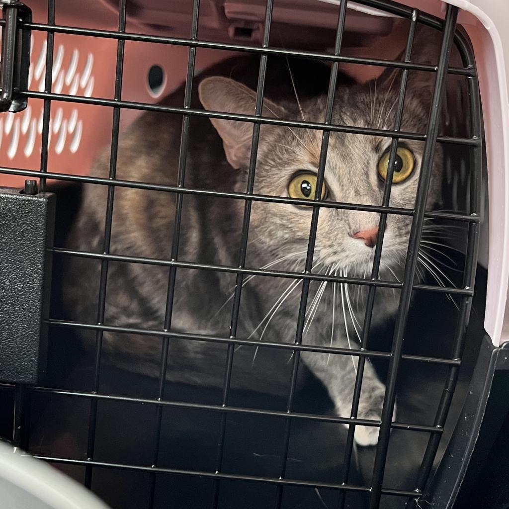 Enlarge Mia, a Adoptable Domestic Short Hair in Greenfield, IN image 1/1