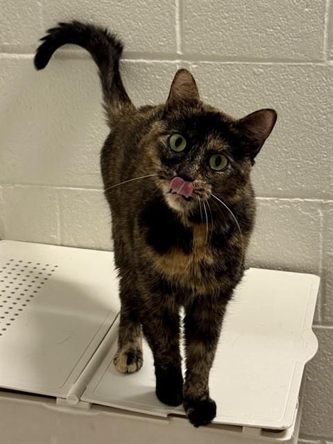 KIKI, Adoptable, Adult Female Domestic Short Hair.