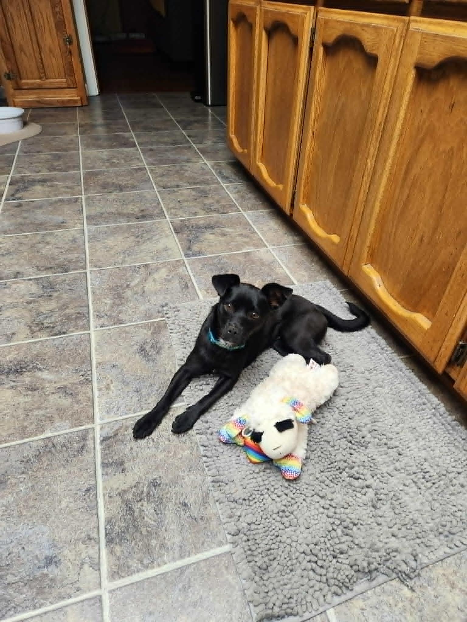 Zoe, an adopted Chihuahua in Yuba City, CA image 4/5
