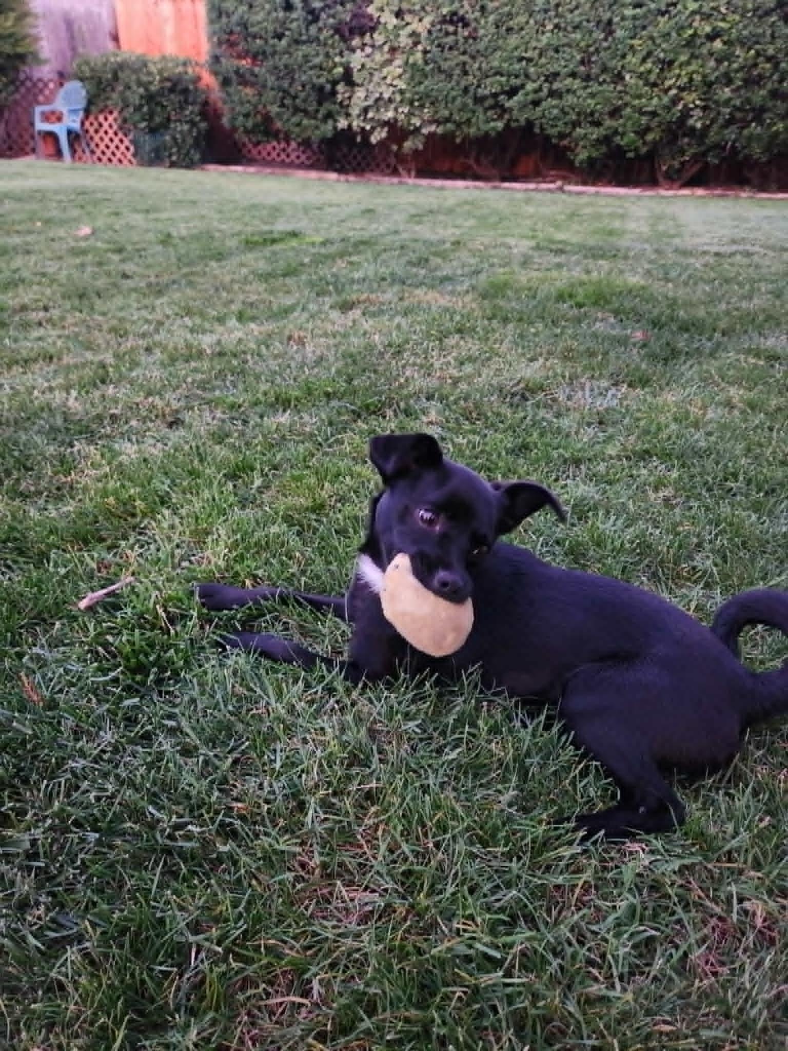 Zoe, an adopted Chihuahua in Yuba City, CA image 3/5