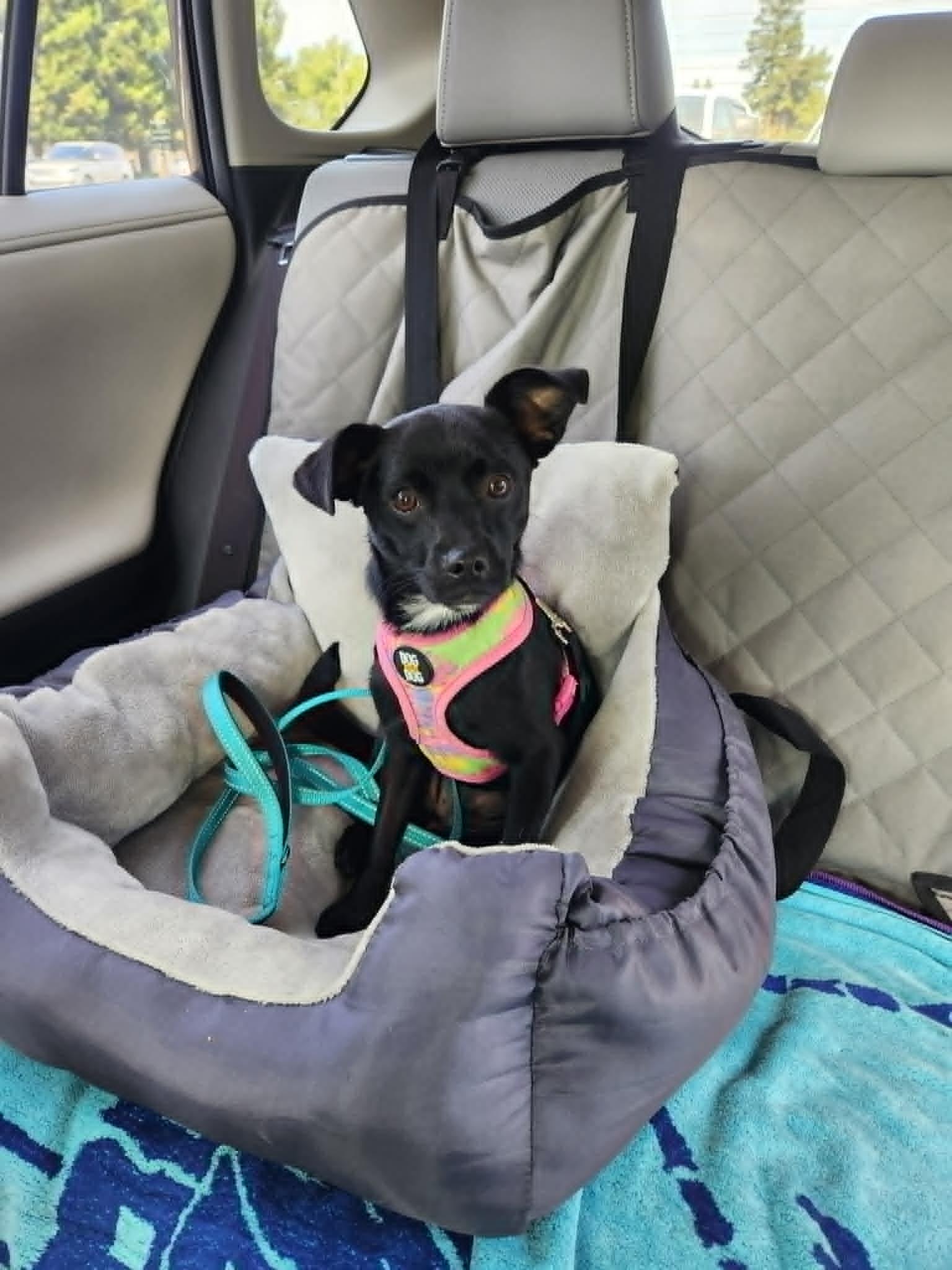 Zoe, adopted, Young Female Chihuahua.