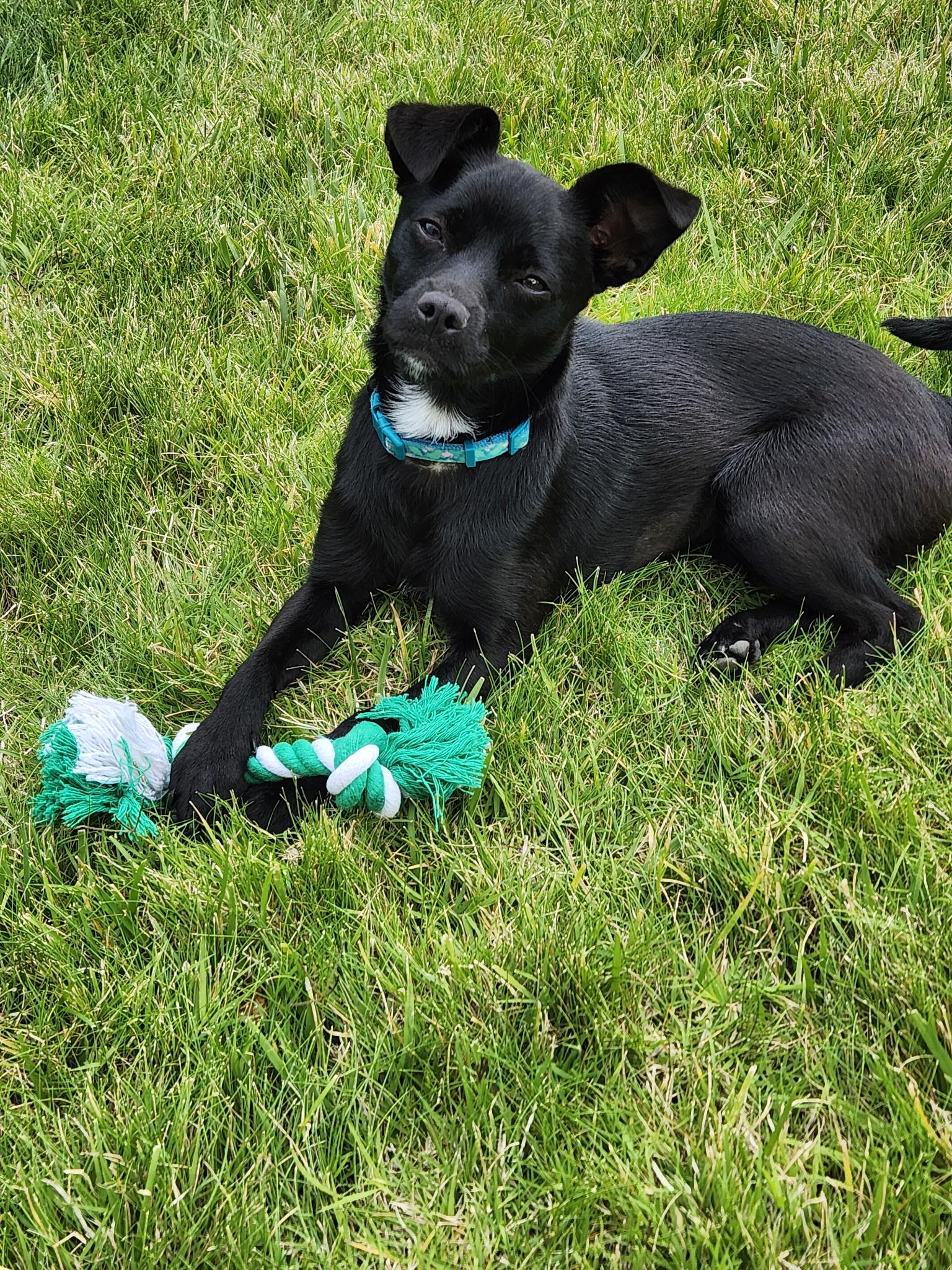 Zoe, an adopted Chihuahua in Yuba City, CA image 2/5