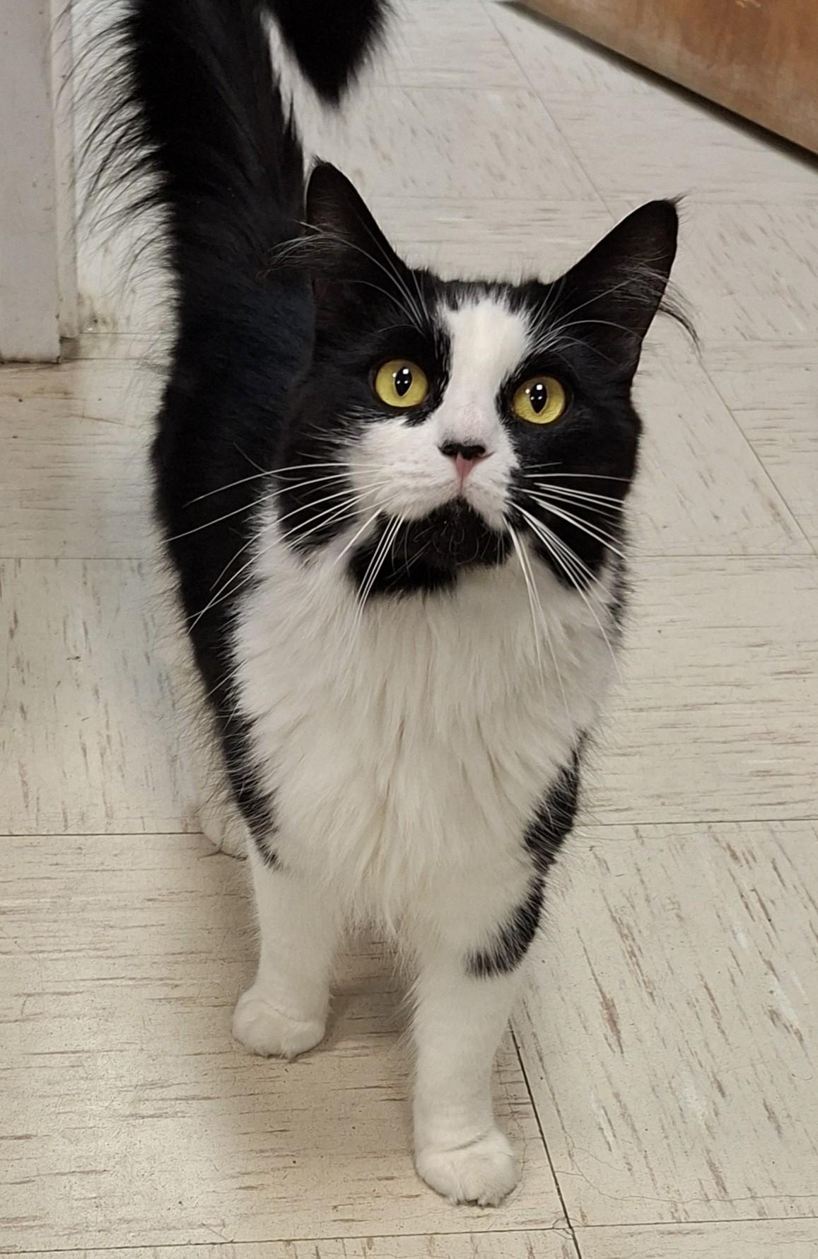 Enlarge Lady Persephone, a ADOPTABLE Domestic Long Hair in Wallingford, CT image 1/1