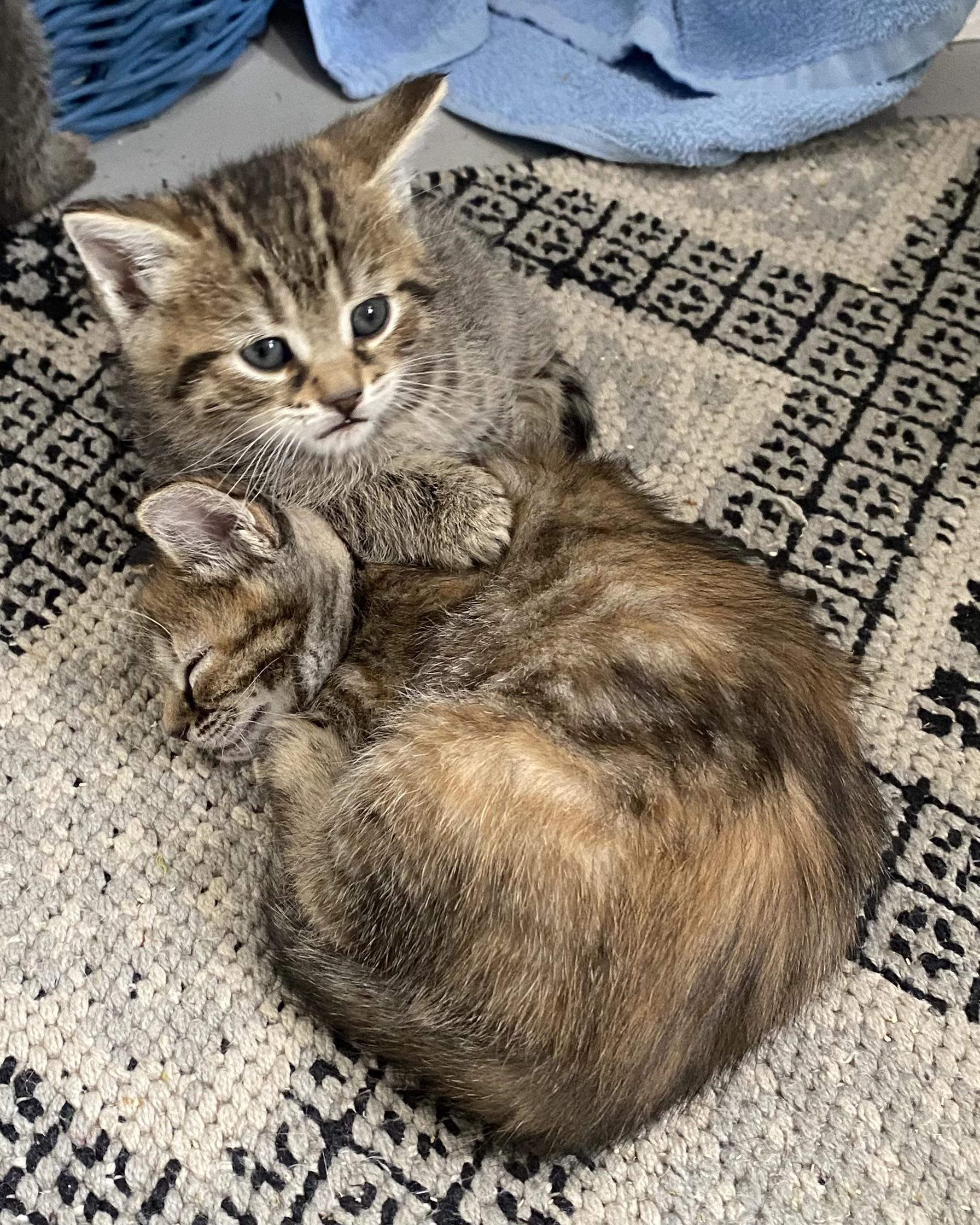 Enlarge Merlin, an adopted Tabby in Stanstead, QC image 5/5