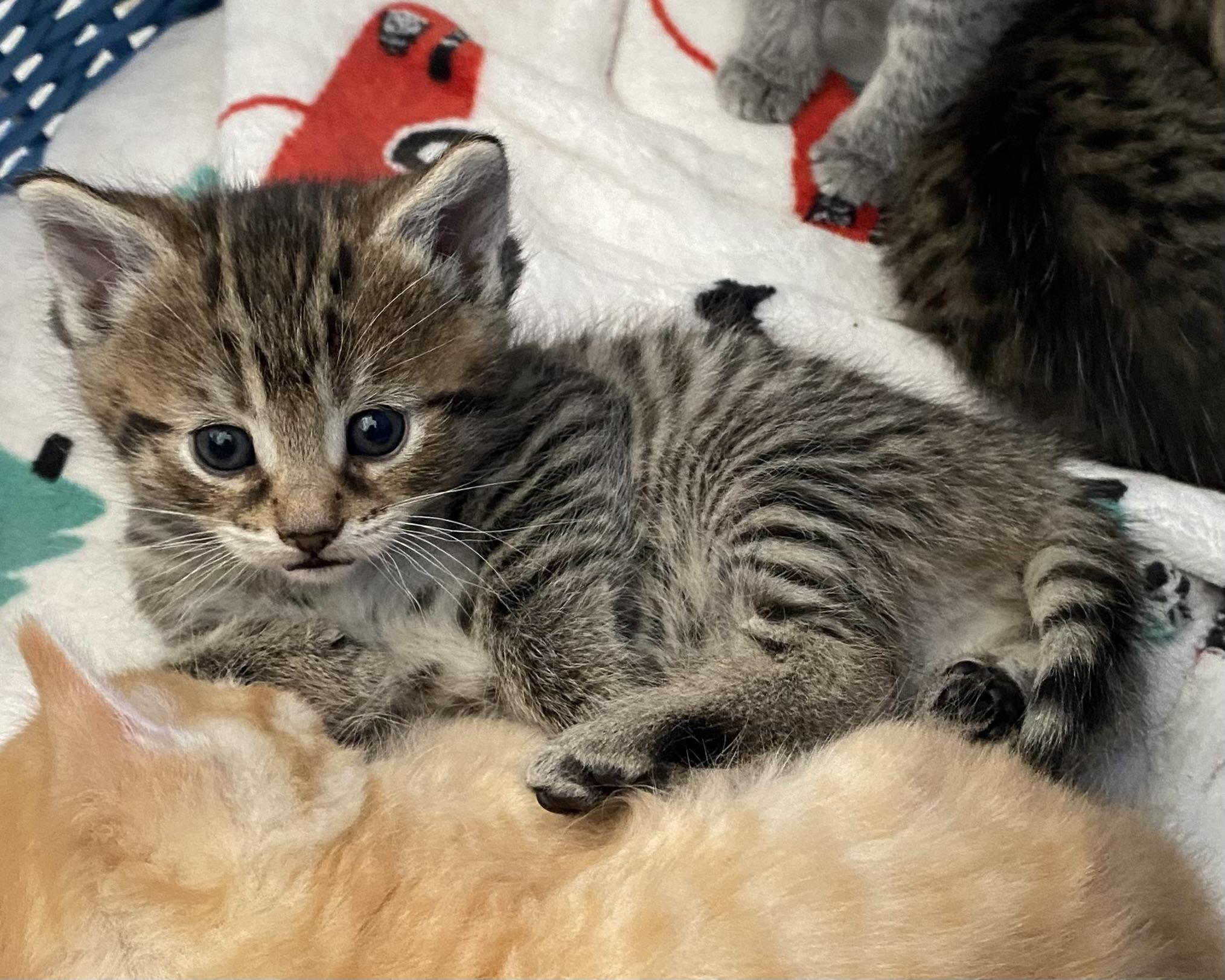 Enlarge Merlin, an adopted Tabby in Stanstead, QC image 4/5