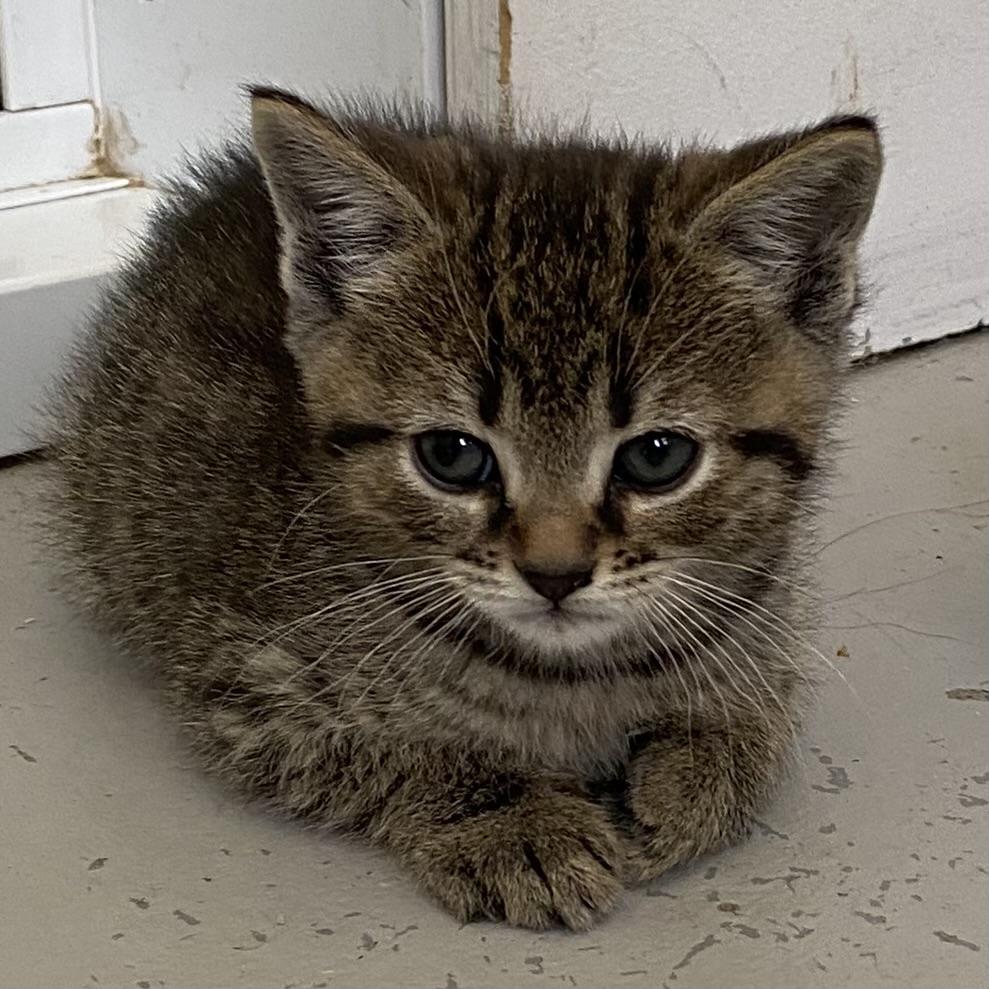 Enlarge Merlin, an adopted Tabby in Stanstead, QC image 1/5