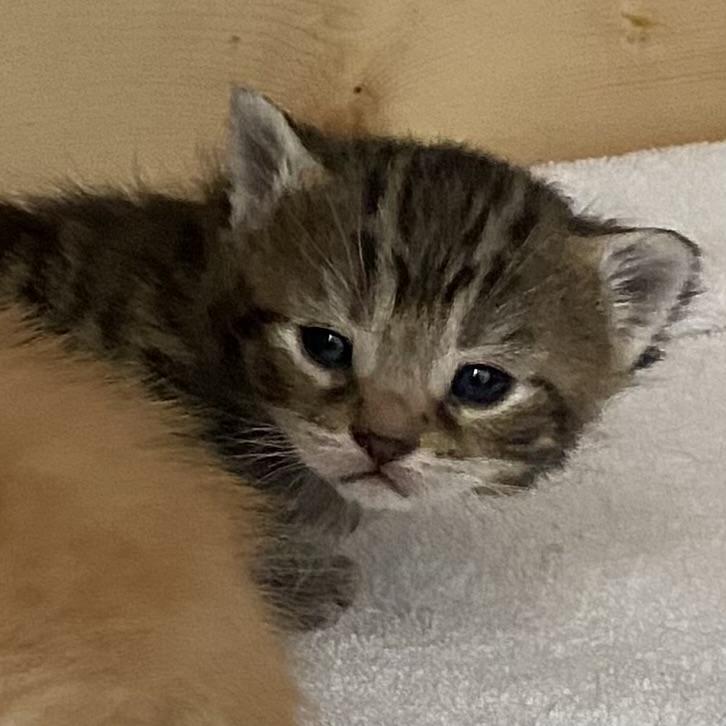 Enlarge Merlin, an adopted Tabby in Stanstead, QC image 3/5