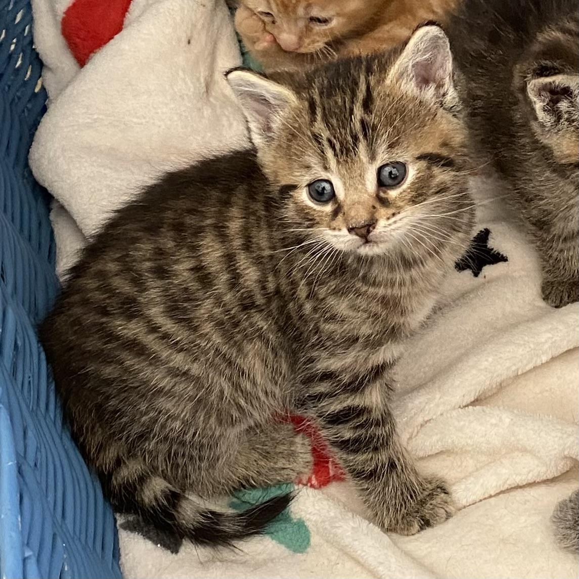Enlarge Merlin, an adopted Tabby in Stanstead, QC image 2/5