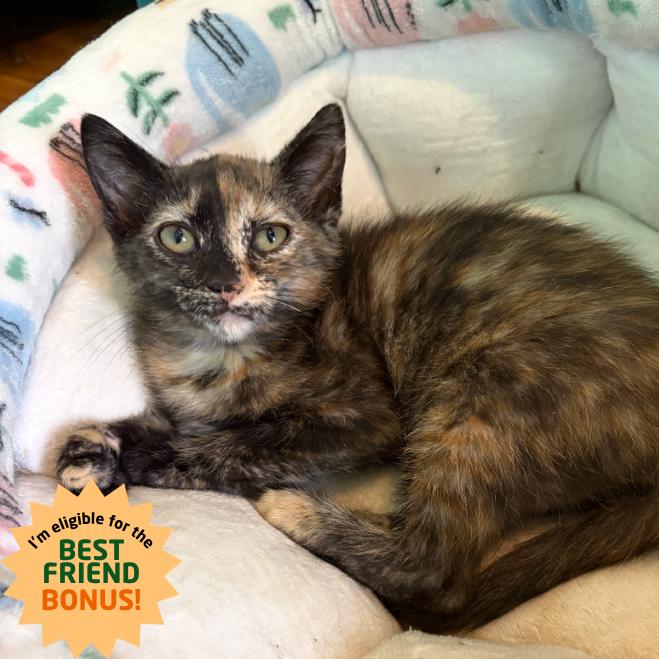 Jodie, a Adoptable Domestic Short Hair in Louisville, KY image 1/2