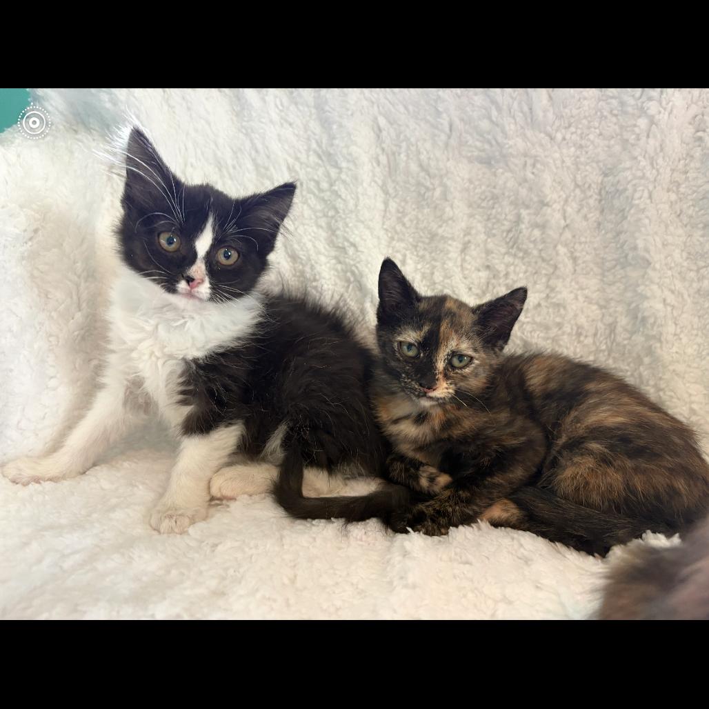 Jodie, a Adoptable Domestic Short Hair in Louisville, KY image 2/2