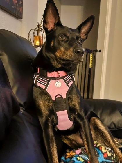 Sadie, Adoptable, Puppy Female German Shepherd Dog & Pit Bull Terrier.