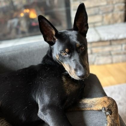 Enlarge Sadie, a Adoptable mixed breed in Hillsboro, OR image 2/3