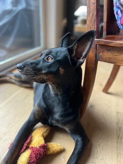 Enlarge Sadie, a Adoptable mixed breed in Hillsboro, OR image 3/3