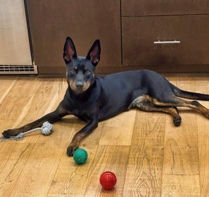 Enlarge Sadie, a Adoptable mixed breed in Hillsboro, OR image 3/3