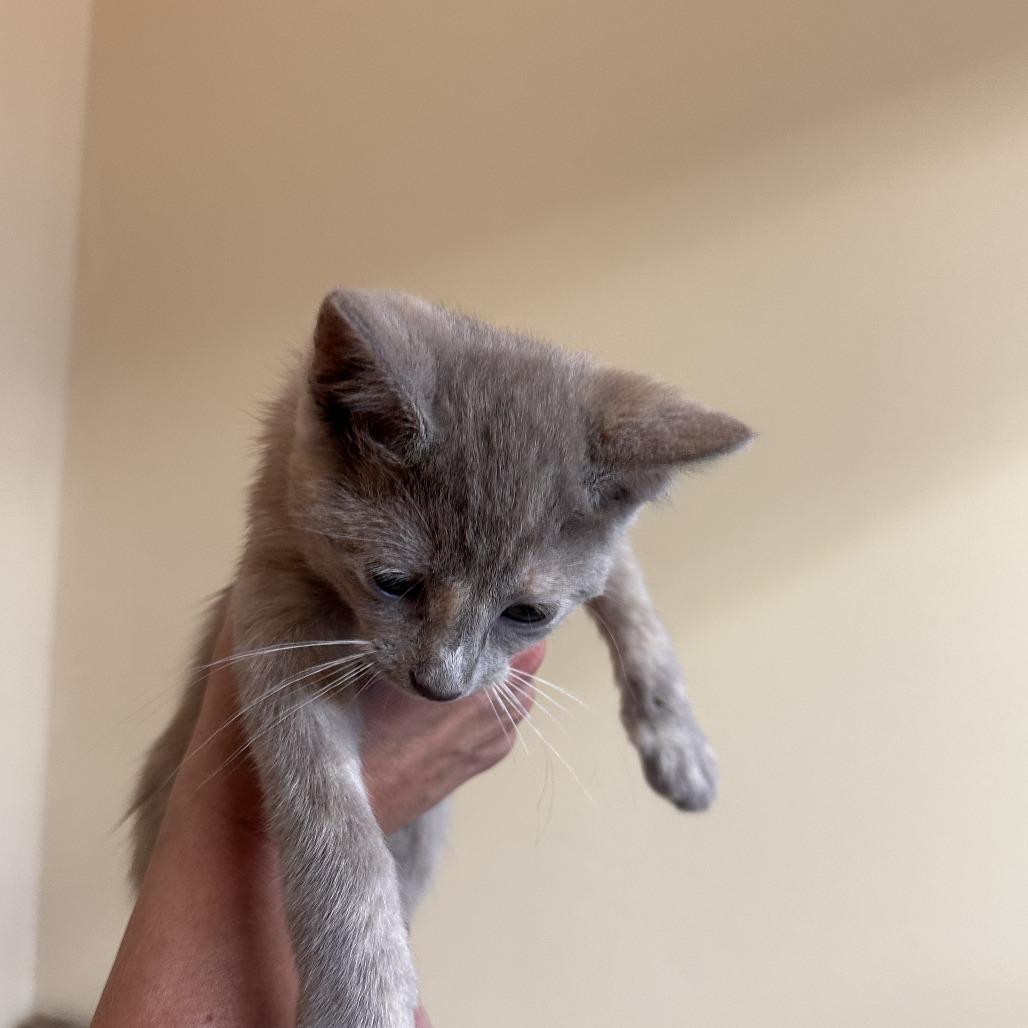 Enlarge Niagara C26-260, a Adoptable Domestic Short Hair in Lebanon, TN image 2/4