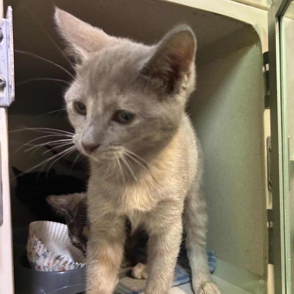 Enlarge Niagara C26-260, a Adoptable Domestic Short Hair in Lebanon, TN image 3/4