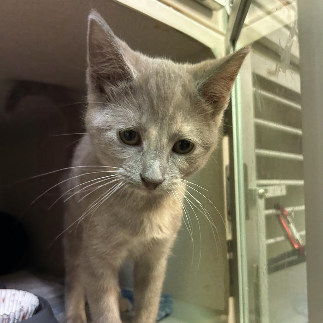Enlarge Niagara C26-260, a Adoptable Domestic Short Hair in Lebanon, TN image 4/4
