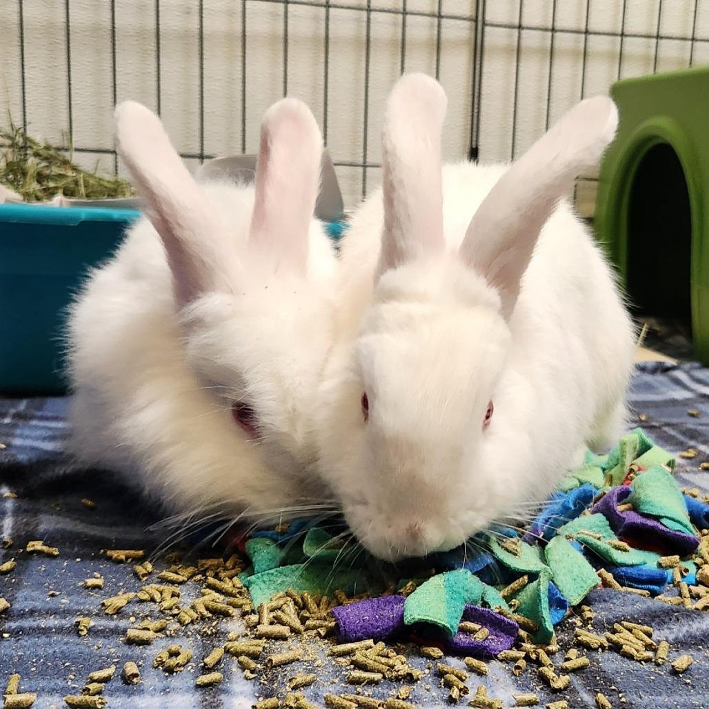 Snowball, a Adoptable mixed breed in Murray, UT image 1/3
