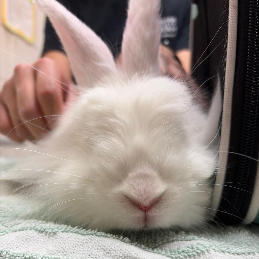 Snowball, a Adoptable mixed breed in Murray, UT image 3/3